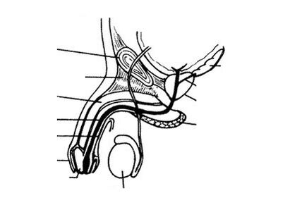 The structure of the penis