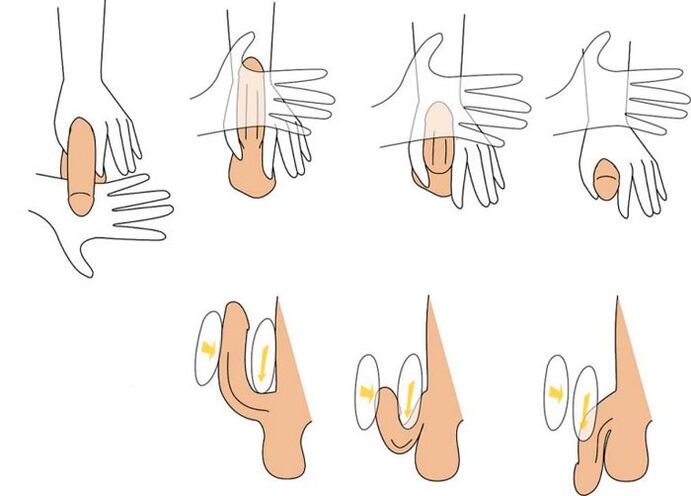The penis to enlarge its enlargement